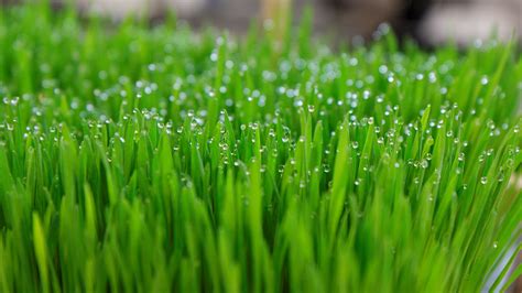 2048x1536 Resolution Close Up Photo Of Green Grasses With Droplets Of