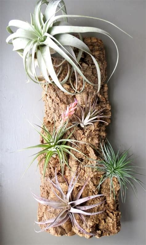 50 Creative Ideas To Display Your Air Plants In A Most Spectacular Way