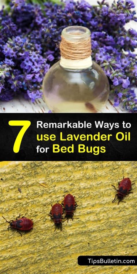 does lavender repel bed bugs my heart lives here