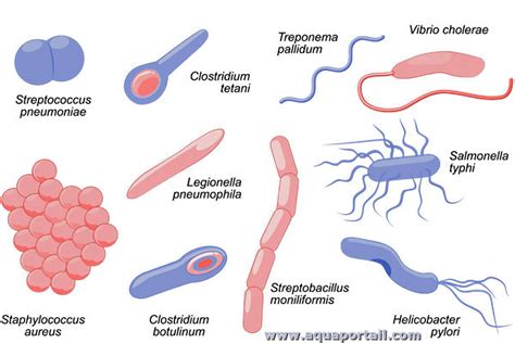 Different Bacteria Types