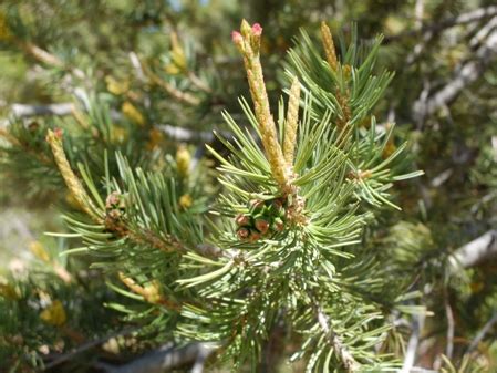 Pines (pinus spp.) bear needles in clusters of two, three or five needles, depending on the species. Pinyon Pine : Pinus edulis