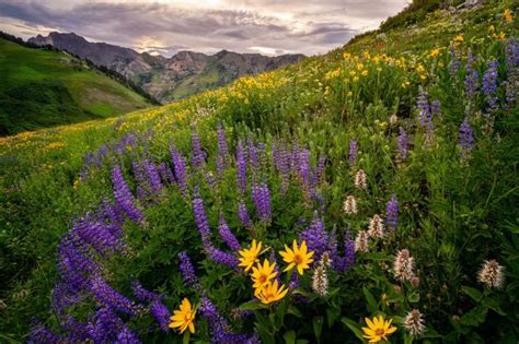 Blooming Hills Utah Landscape Photography Clint Losee