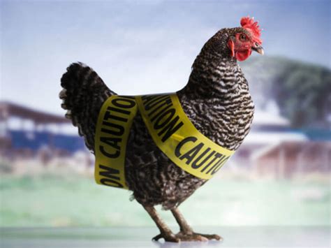 All about bird flu and influenza a virus. Just how serious in Bird Flu