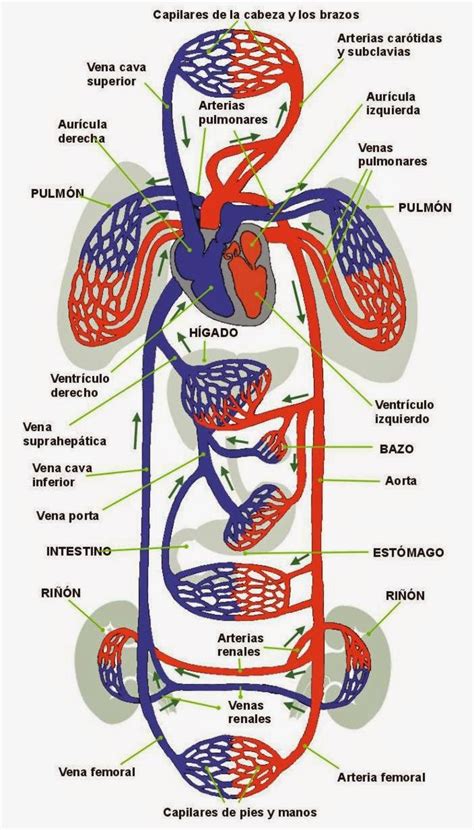 Anatomía Del Sistema Cardiovascular Cuerpo Humano