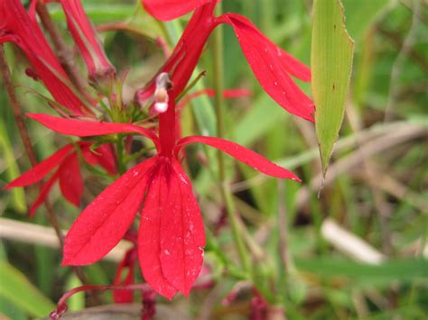 Electronic records show that tropical milkweed was planted in gardens in the us as early as 1806 (satterfield et al., 2015). Cardinal Flower (Lobelia cardinalis) and several other red ...