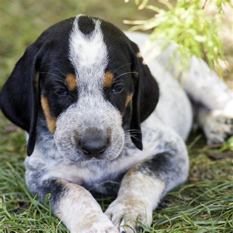 Bluetick Coonhound Breed Guide Learn About The Bluetick Coonhound