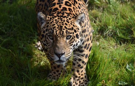 Wallpaper Grass Look Face Predator Jaguar Wild Cat Images For