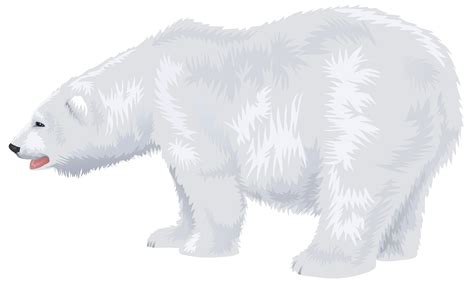 Desenho Urso Polar PNG