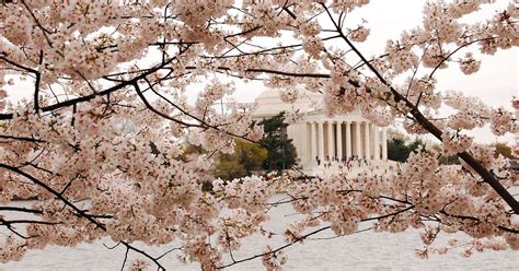 8 Best Places To See Cherry Blossoms This Spring Because Washington D