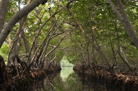What Is A Mangrove Habitat Roatan Western Caribbean Roatan Honduras