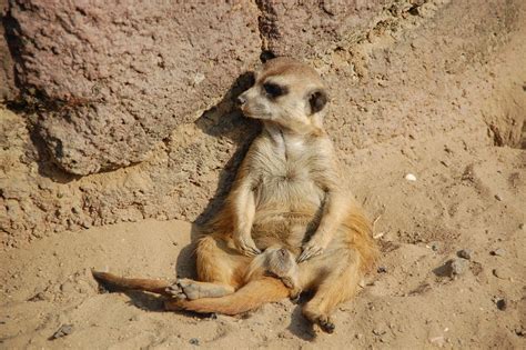 Lazy Animals Africa Zoo Meerkat 12 Inch By 18 Inch Laminated Poster