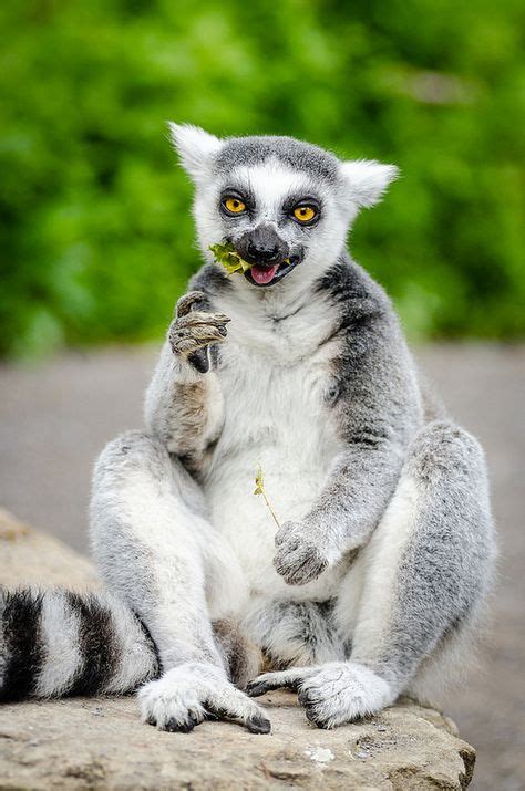 120 Lemurs Tarsiers And Lorises Ideas Lemur Animals Wild Primates