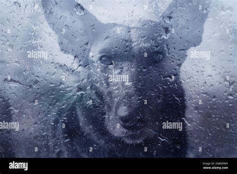 Sad Dog Behind Wet Window Raining Stock Photo Alamy