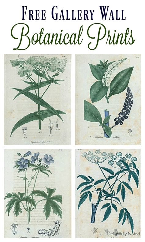 Free Botanical Art Prints Delightfully Noted