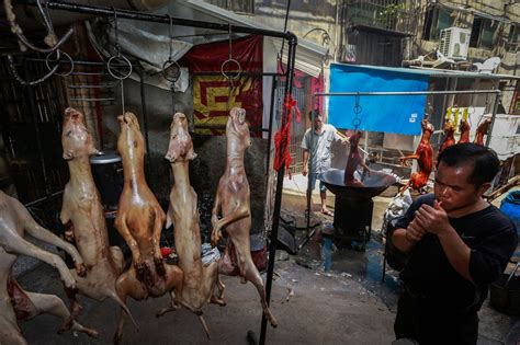 China Reportedly Bans Dog Meat Sales At Notorious Yulin Festival