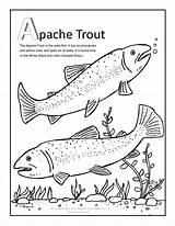 Trout Coloring Apache Fish Trouts Coloringbay Books Visit Theme sketch template