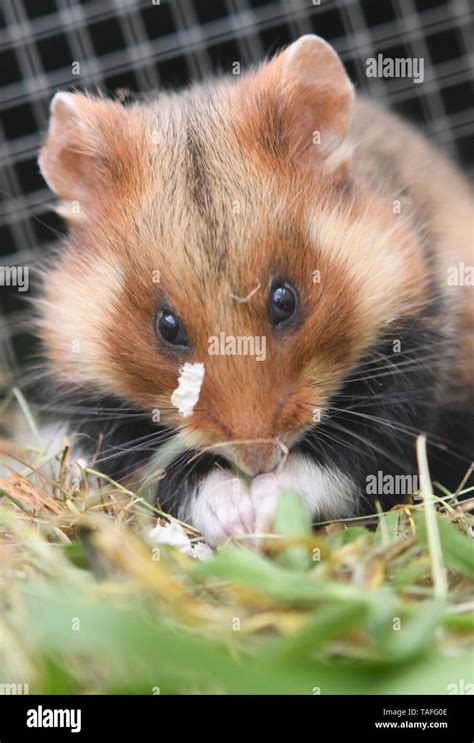 Niederdorfelden Germany 24th May 2019 A Female Field Hamster Is