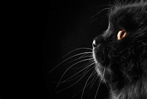 Обои чёрный фон кот усы для рабочего стола картинки Кис кис мяу мяу