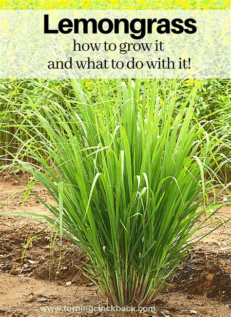 Tips For Growing Lemongrass And Ways To Use Lemongrass In Your Recipes