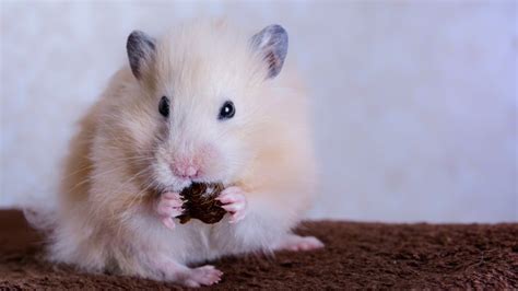 The Reason Hamsters Eat Their Babies