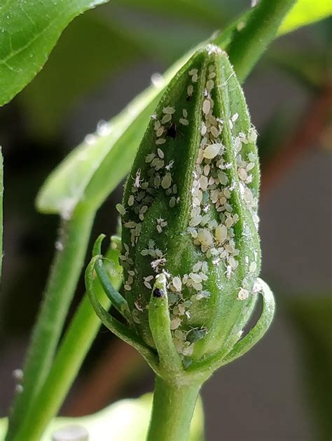 Are These Mealy Bugs Always Seems To Attack Only The Flower Buds Of Yellow Hibiscus Plants