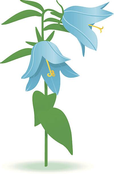 Harebell Illustrations Royalty Free Vector Graphics And Clip Art Istock