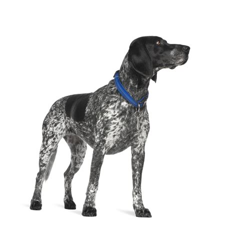 Spotted Dog Breeds The Smart Dog Guide