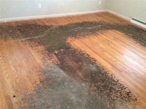 If someone saw fit to cover the hardwood with carpet, the hardwood was probably a bit tired even then. How to remove residue from under carpet from h/w floors?
