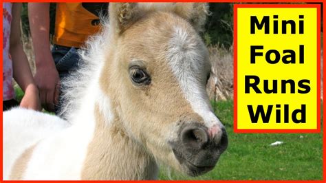 Depending on the particular breed registry involved. Cute Baby Miniature Horse Runs Wild - YouTube