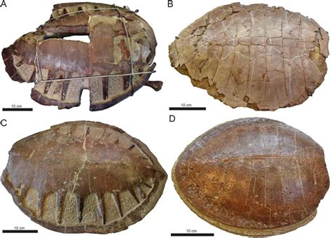 A Fossil Sea Turtle Reptilia Pan Cheloniidae With Preserved Soft