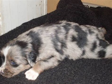 Greenfield puppies has puppies for sale in ohio! blue merle australian shepherd puppies for Sale in Arcanum ...