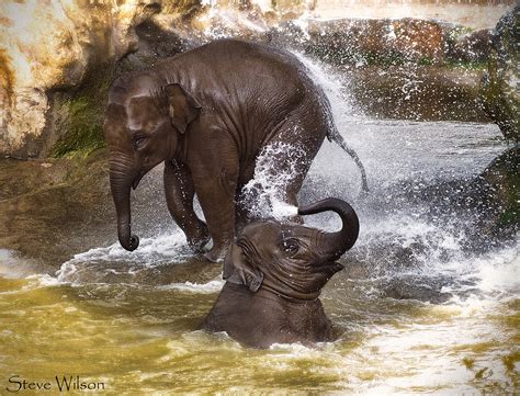 Baby Elephants At Play Photographed At Chester Zoo Flickr