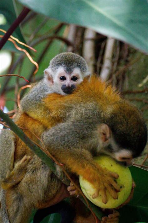 Baby Squirrel Monkey Leaning On A Parent Monkey While It Eats Stock