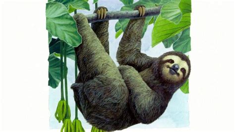 Hd Sloth Wallpaper Wallpapersafari