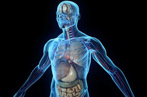 In all, there are believed to be 80 organs in your body, all serving different functions and uses. human-body-organs-1920 × 1269 | TrendinTech