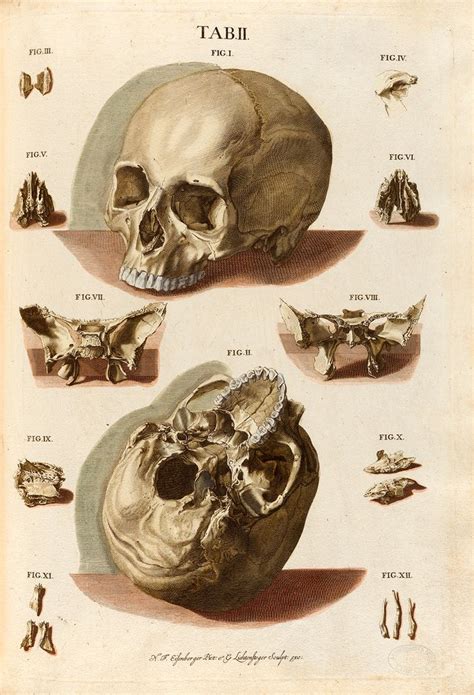 An Old Book With Different Types Of Skulls