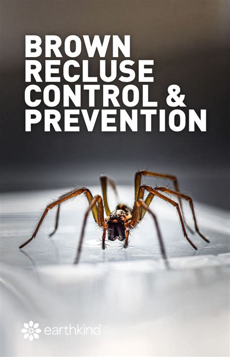 Brown Recluse Control And Prevention Earthkind Brown Recluse