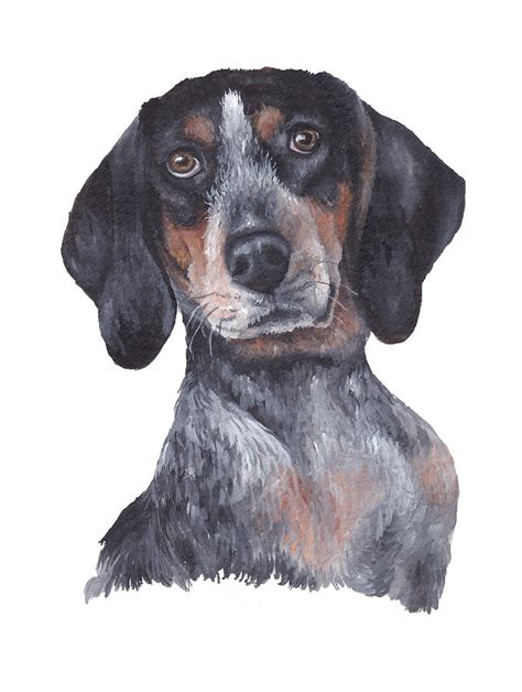 Coonhound Painting By Katherine Klimitas Fine Art America