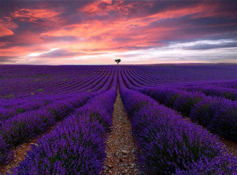 The Lonely Tree Lavender Field And Tree In 2020 Lavender Fields