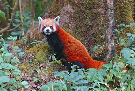 India And Nepal Red Pandas Satyr Tragopans And Tigers Naturetrek