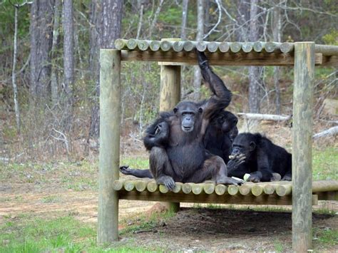 8 Wonderful Animal Sanctuaries To Visit In The Us