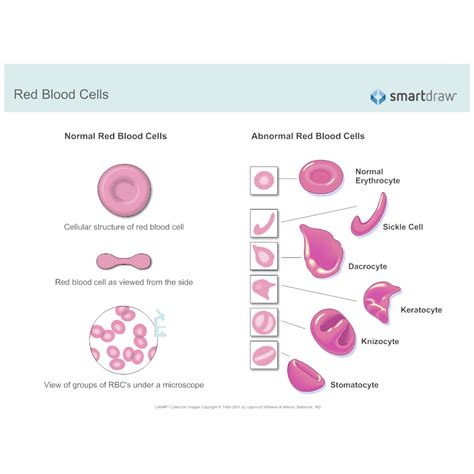 If it's a living organism, it's made up of at least one cell! Red Blood Cells