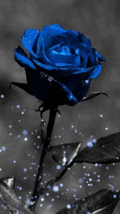 Blue Rose Galaxy Wallpaper Download Share Or Upload Your Own One