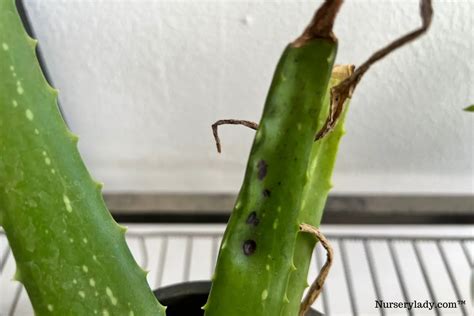 Why Is My Aloe Vera Plant Getting Black Spots Causeshow To Fix