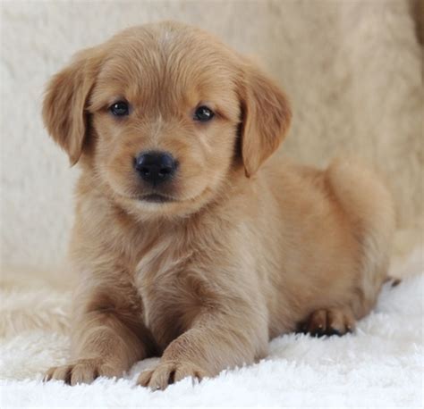 The cost of a golden retriever puppy varies depending on his place of origin, whether he is male or female, what titles his parents have, and whether he is best suited for the show ring or a pet home. GOLDEN RETRIEVER PUPPIES READY FOR ADOPTION - Pets ...