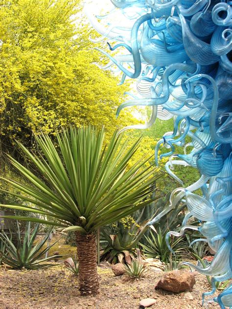 Pheonix Botanical Gardens With A Dale Chihuly Installation Photo By