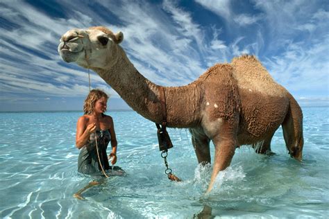 Camels can carry up to 200 lbs on their back for distances in the heat. Camel Wallpapers Images Photos Pictures Backgrounds