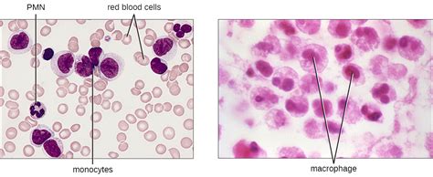 Cellular Defenses · Microbiology