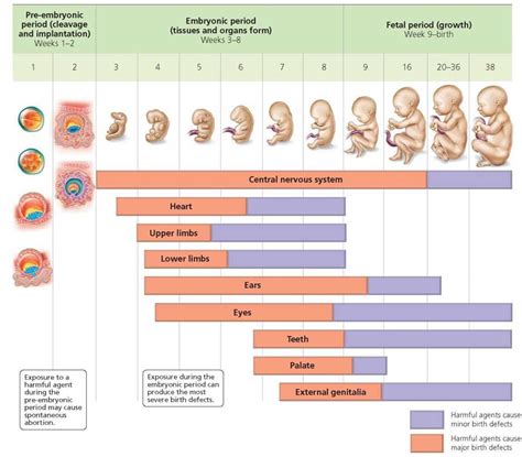 Development Throughout Life Biology Of Humans