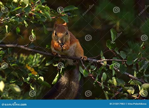 Squirrel Eating Berries On A Tree Stock Image Image Of Nature